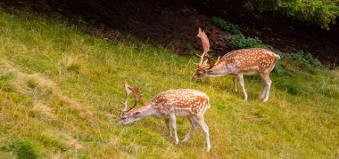 Vahşi Avrupa geyiği, Dama dama, yazın Frech Alplerinde