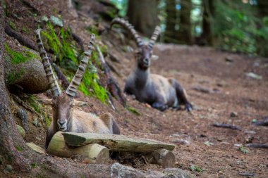 Yazın Fransız Alplerinde vahşi dağ keçisi