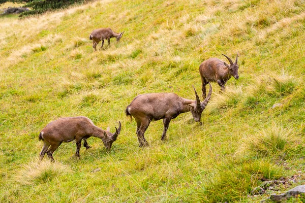 Wild Ibex Goat French Alps Summer — Stock Photo, Image