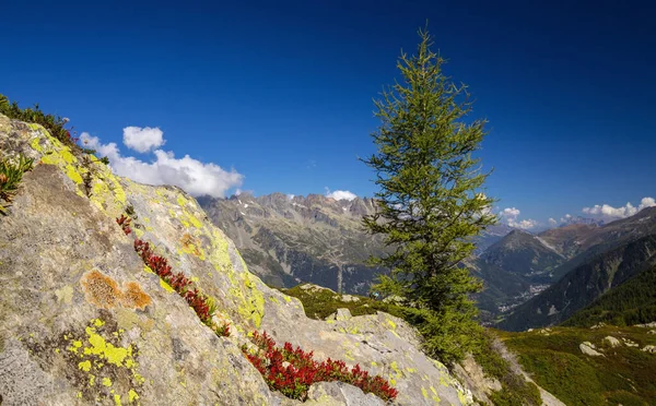 Sommerlandschaft Den Französischen Alpen Mit Larix Bäumen Und Scharfen Gipfeln — Stockfoto