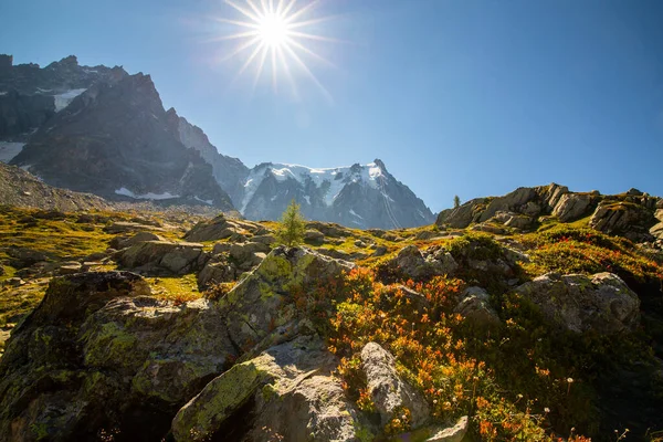 Pemandangan Musim Panas Alpen Prancis Dengan Pohon Larix Dan Puncak — Stok Foto