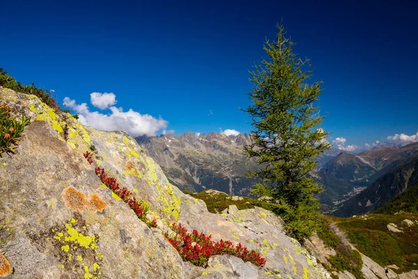 法国阿尔卑斯山的夏季风景 有落叶松和尖峰 — 图库照片