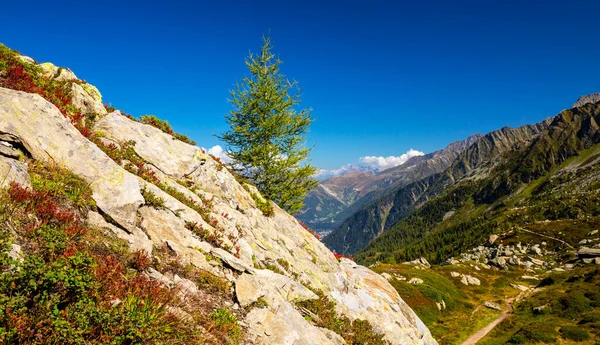 Sommerlandschaft Den Französischen Alpen Mit Larix Bäumen Und Scharfen Gipfeln — Stockfoto