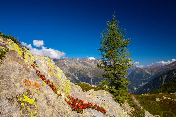 Sommerlandschaft Den Französischen Alpen Mit Larix Bäumen Und Scharfen Gipfeln — Stockfoto