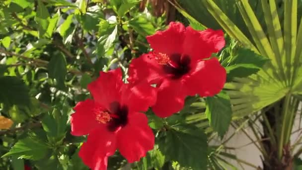 Fleurs