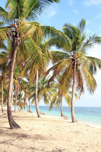 Playa dominicana — Foto de Stock