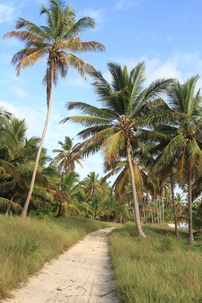 Dominican jungle. — Stock Photo, Image