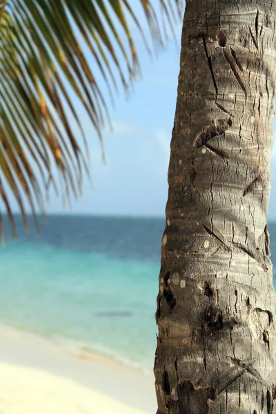 Palm tree — Stock Photo, Image