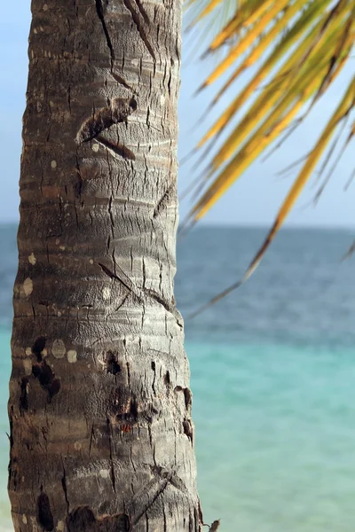 Palm tree — Stock Photo, Image
