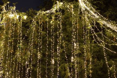 Geceleri bahçedeki ağaçta asılı duran dekoratif ip ışıkları. 