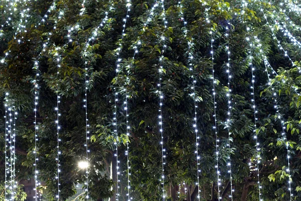 Luces Decorativas Cuerda Aire Libre Colgadas Árbol Jardín Por Noche —  Fotos de Stock