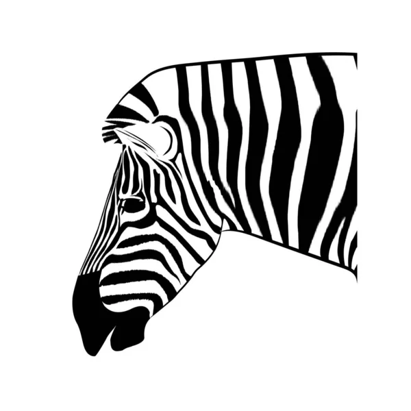 Imagem Gráfica Desenho Animal Cabeça Zebra Vetor Ilustração Isolado Fundo —  Vetores de Stock