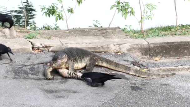 Moniteur Eau Lézard Manger Poisson Dans Parc Lumpini Bangkok Thaïlande — Video