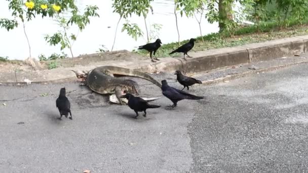 Water Monitor Hagedis Eten Vis Lumpini Park Bangkok Thailand — Stockvideo