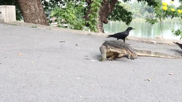 Moniteur Eau Lézard Manger Poisson Dans Parc Lumpini Bangkok Thaïlande — Video