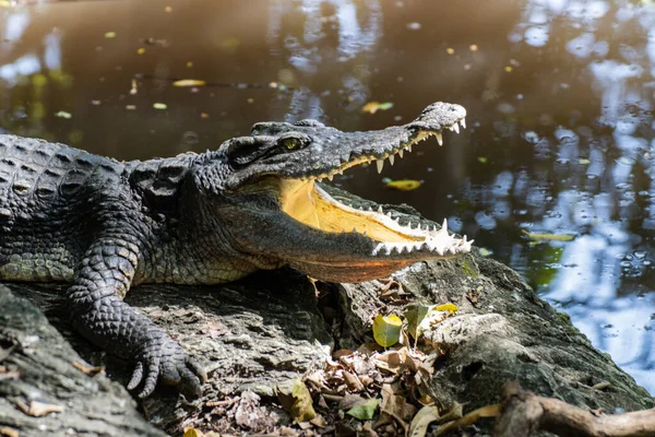Tailândia Crocodilo Chão Com Boca Aberta — Fotografia de Stock