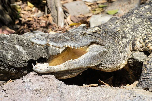 Tailândia Crocodilo Chão Com Boca Aberta — Fotografia de Stock