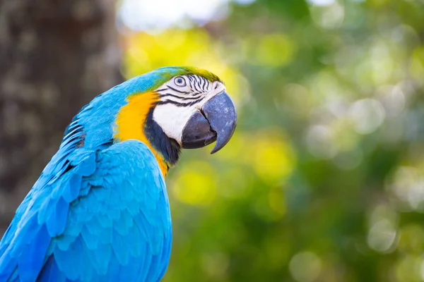 蓝色和黄色的Macaw站在绿色背景的树枝上 — 图库照片