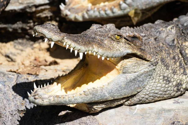 Thailand Crocodile Ground Mouth Open — Stock Photo, Image