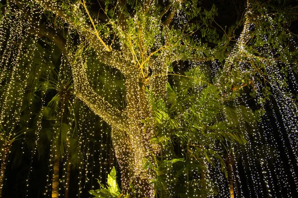 Luzes Decorativas Corda Livre Penduradas Árvore Jardim Noite — Fotografia de Stock