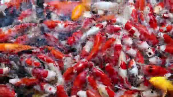 Многие Кои Рыбы Японского Плавания Азии Таиланд — стоковое видео