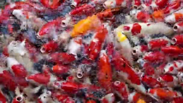 Movimento Muitos Peixes Koi Nado Japonês Ásia Tailândia — Vídeo de Stock