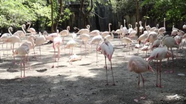 Flamingo White grubu, Tayland Park 'ta bir topluluk olarak birlikte yaşar.