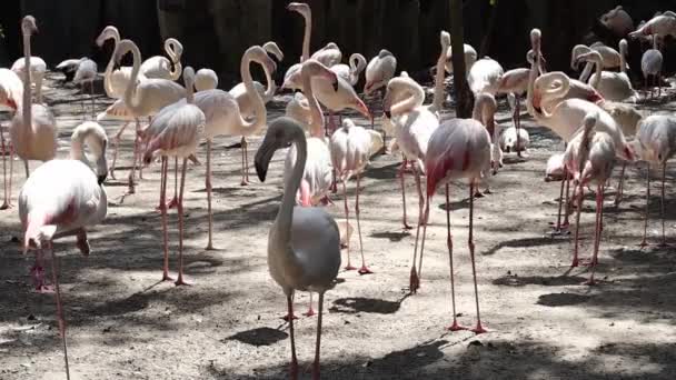Gruppe Flamingos Weiß Leben Als Gesellschaft Park Asia Thailand Zusammen — Stockvideo