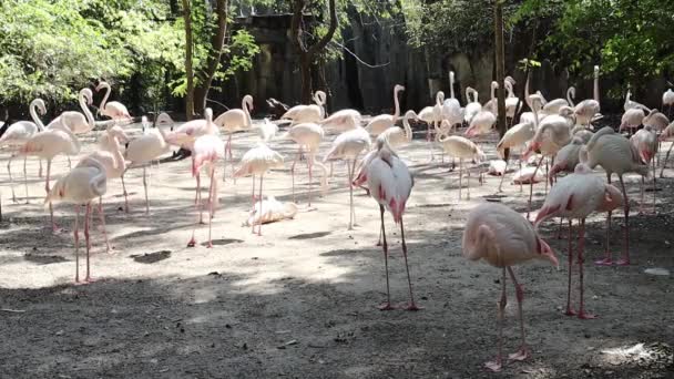 Grupa Flamingo Biały Żyć Razem Jako Społeczeństwo Parku Azji Tajlandia — Wideo stockowe