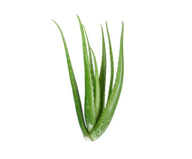aloe vera taze yaprak izole beyaz arka plan
