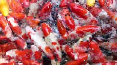 Birçok Koi Balığı Asya Tayland 'da yüzüyor.