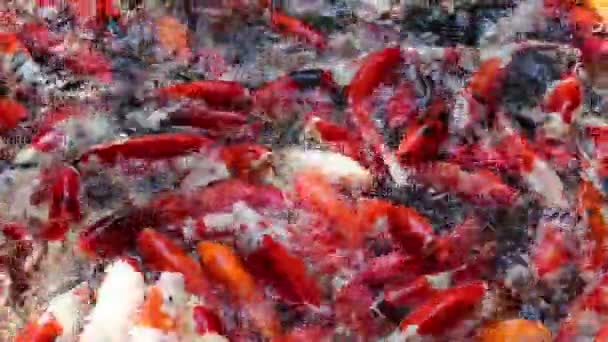 Bewegung Viele Koi Fische Japanisches Schwimmen Asien Thailand — Stockvideo