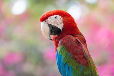 Çürük bokeh ağacının arka planına sahip hayvan kuşu Red Macaw