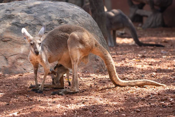 Kangaroo Outdoor Farm Asia Thailand — Stock Photo, Image