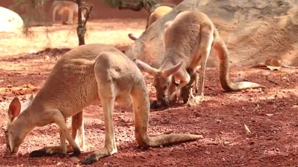 Kangaroo Mother Baby Kangaroos Abdominal Sac Farm Asia Thailand — Stock Video