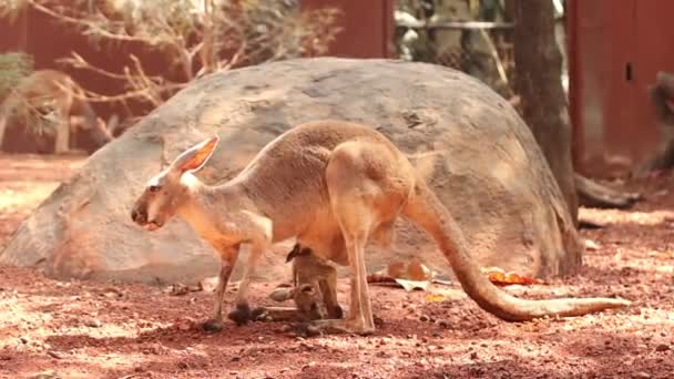 Kangaroo Mother Baby Kangaroos Abdominal Sac Farm Asia Thailand — Stock Video