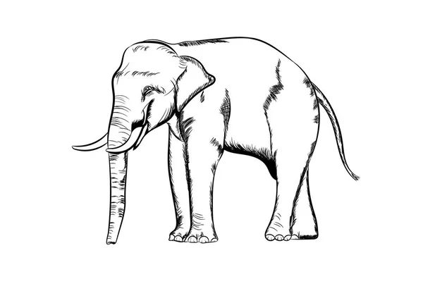 Gráficos Desenho Elefante Ásia Esboço Preto Branco Transparente Isolado Fundo —  Vetores de Stock