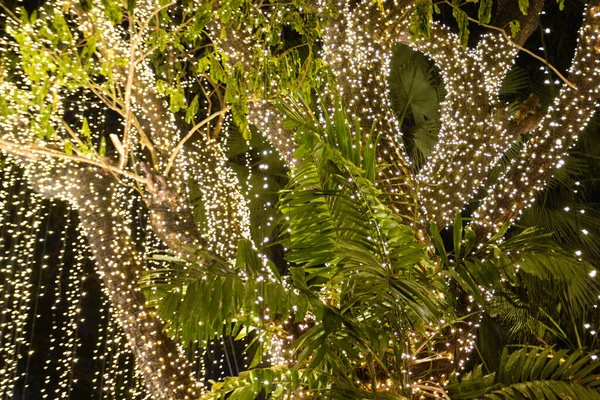 Rozmazat Obrázek Dekorativní Venkovní Řetězec Světla Visící Stromě Zahradě Noci — Stock fotografie