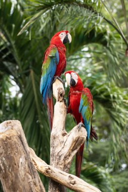 Dal ağacında hayvan kuşu Red Macaw 