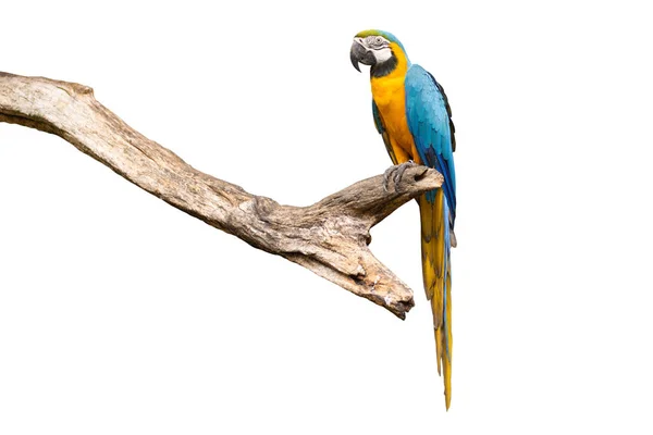 Pták Modro Žlutý Macaw Stojící Větvích Ořezávání Cesta Izolovat Bílé — Stock fotografie
