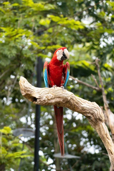Животная Птица Красный Ара Ветке Дерева — стоковое фото