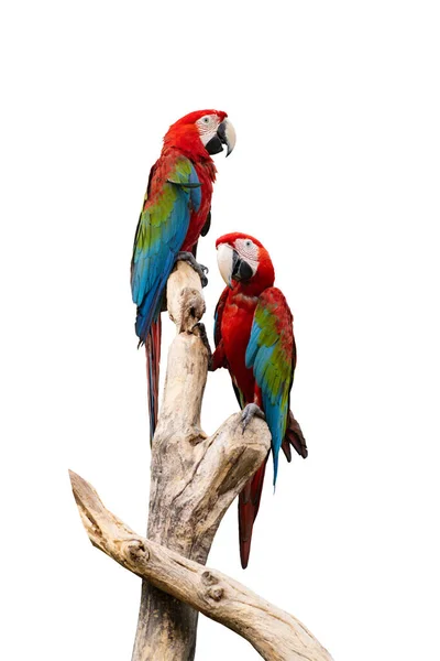 Kırmızı Papağan Dalların Üzerinde Duruyor Yolu Kesiyor Beyaz Arkaplan Ile — Stok fotoğraf