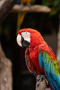 Dal ağacında hayvan kuşu Red Macaw 
