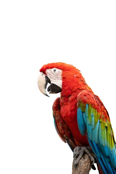Red Macaw Standing Branches Clipping Path Isolate White Background — Stock Photo, Image