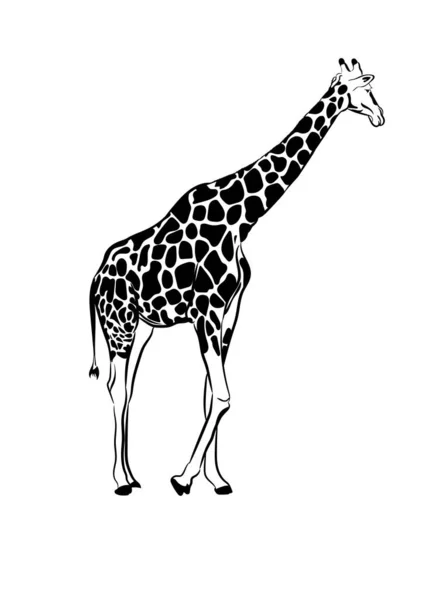 Giraffritning Skiss Transparent Vektor Illustration — Stock vektor