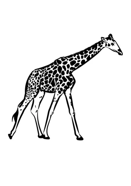 Giraffe Tekening Schets Transparante Vector Illustratie — Stockvector