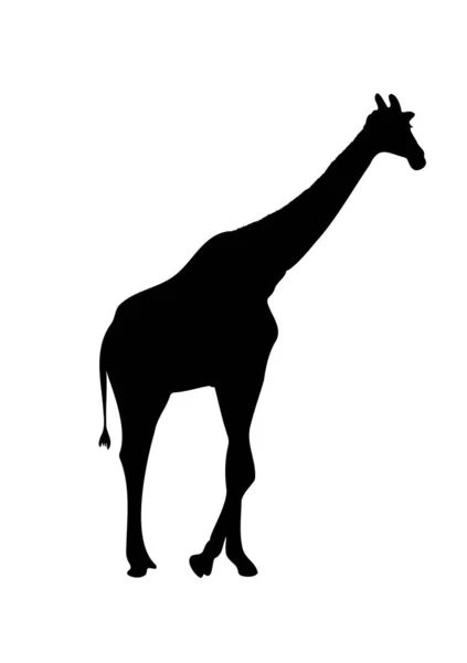 Disegno Giraffa Silhouette Nero Con Bianco Isolato Vettoriale Illustrazione — Vettoriale Stock