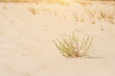 Kumlu ve ıssız bir arazide Lonley yeşil çalısı.
