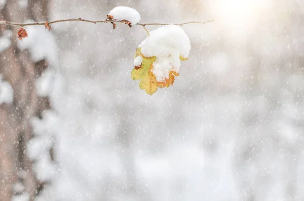 Длинный Желтый Осенний Лист Покрытый Снегом Зимний День Лесу Закрыть Лицензионные Стоковые Фото