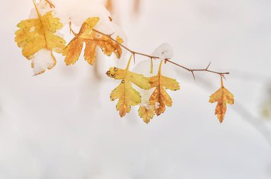 Lonley sarı sonbahar yaprakları kış günü ormanda karla kaplıdır. Kapat..